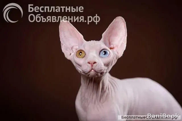 Тайна Омоложения шунгит-центр